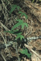 Dioscorea brachybotrya